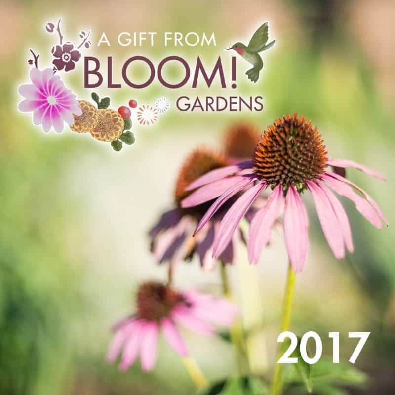2017 gift certificate bloom gardens lotus gardens capes