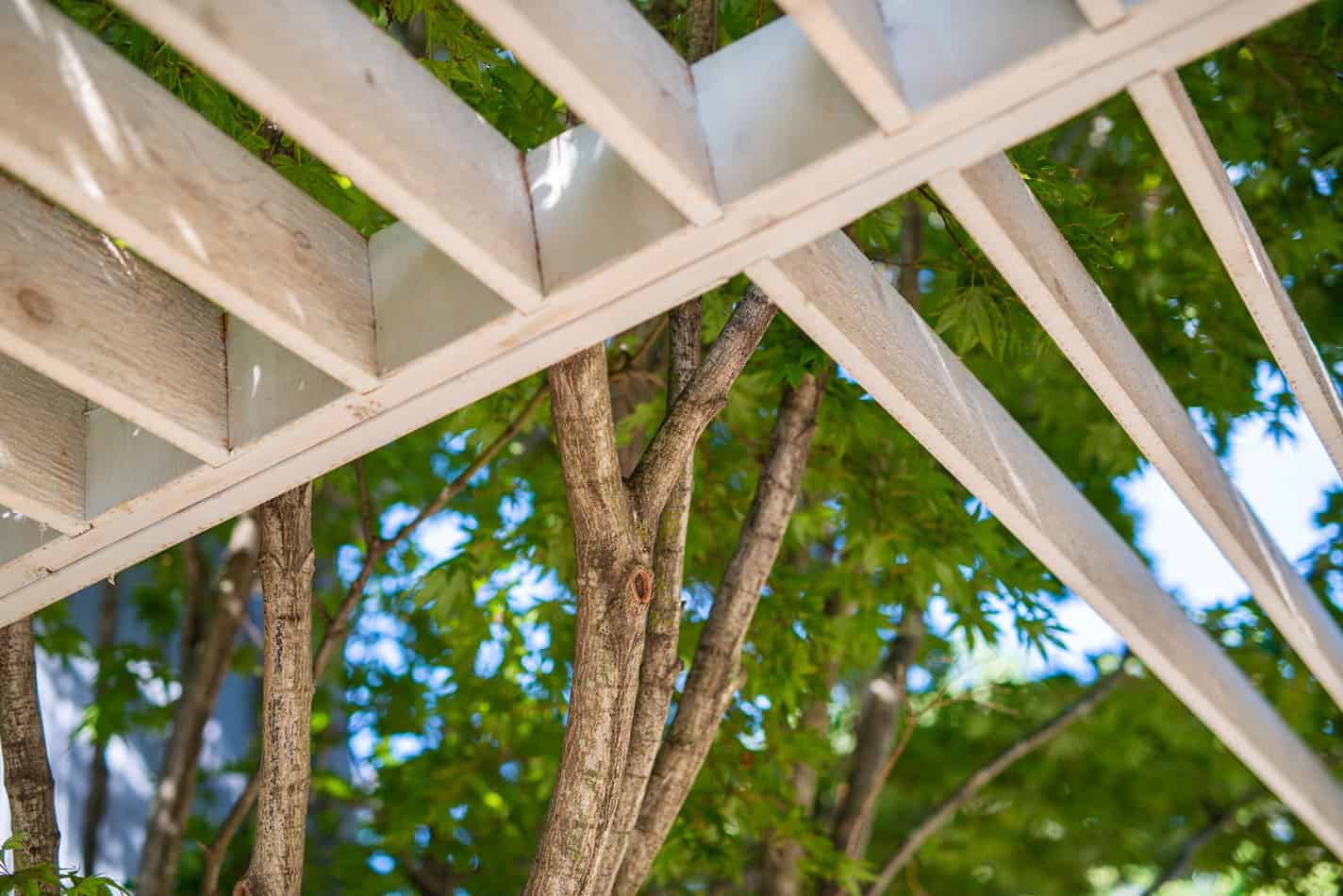 front-yard-privacy-014 - Lotus Gardenscapes